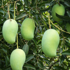 Pedda Rasalu  (3-kg)