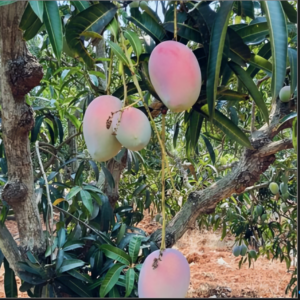 Suvarna Rekha (3-kg)