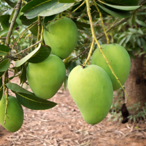Chinna rasalu (3-kg)